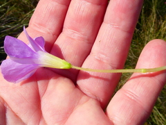 Oxalis zeekoevleyensis