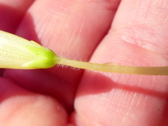 Oxalis zeekoevleyensis