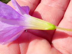 Oxalis zeekoevleyensis