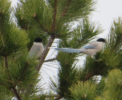 Cyanopica cyanus