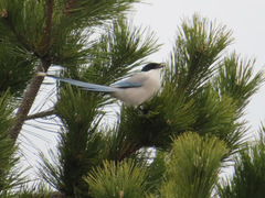Cyanopica cyanus