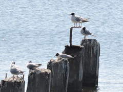 Chroicocephalus ridibundus