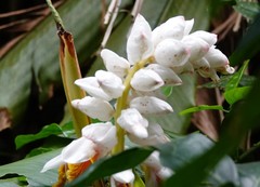 Alpinia hainanensis