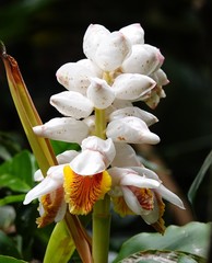 Alpinia hainanensis