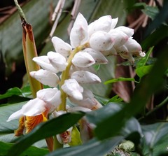 Alpinia hainanensis