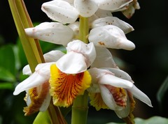 Alpinia hainanensis