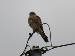 Falco tinnunculus