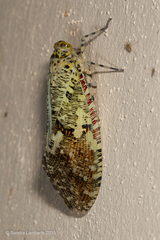 Phenax variegata