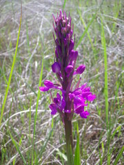 Anacamptis palustris elegans