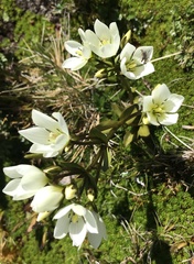 Gentianella diemensis