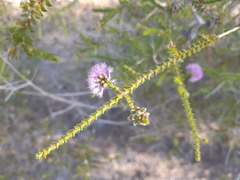 Melaleuca crossota