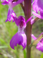 Anacamptis palustris elegans