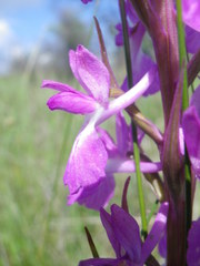 Anacamptis palustris elegans