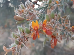 Jacksonia furcellata