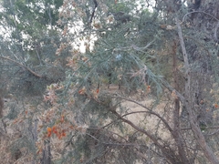 Jacksonia furcellata