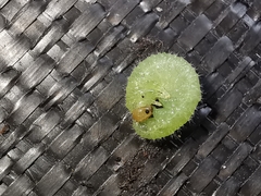 Cladius pectinicornis