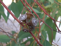 Eucalyptus rudis