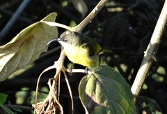 Drepanorhynchus reichenowi