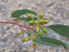 Eucalyptus rudis