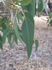 Eucalyptus rudis