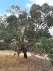 Eucalyptus rudis