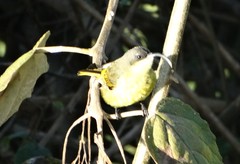 Drepanorhynchus reichenowi