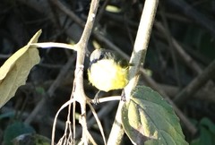 Drepanorhynchus reichenowi