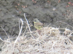 Emberiza personata