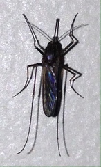 Lutzia halifaxii