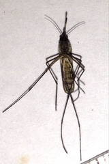 Lutzia halifaxii