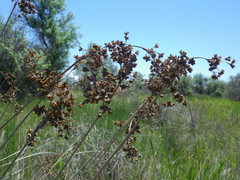 Juncus littoralis