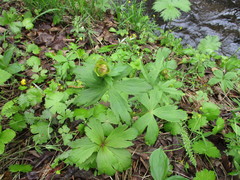 Trollius asiaticus