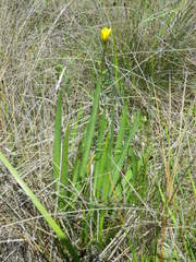 Scorzonera parviflora