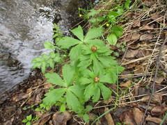 Trollius asiaticus
