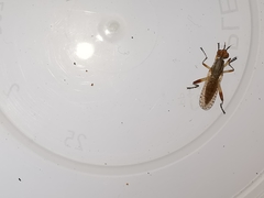 Dichetophora obliterata