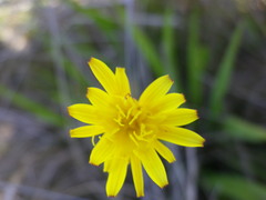 Scorzonera parviflora