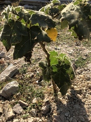 Solanum mammosum