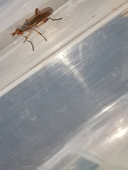 Dichetophora obliterata