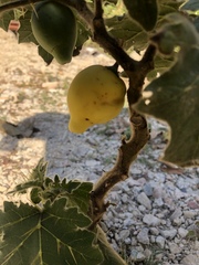 Solanum mammosum