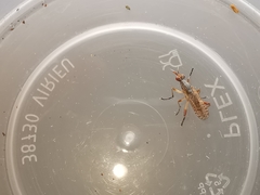 Dichetophora obliterata