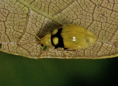 Monolepta oculata