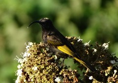 Drepanorhynchus reichenowi