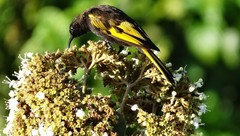 Drepanorhynchus reichenowi