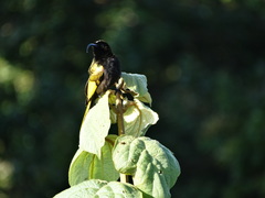 Drepanorhynchus reichenowi