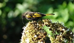 Drepanorhynchus reichenowi