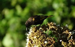 Drepanorhynchus reichenowi