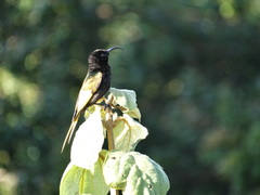 Drepanorhynchus reichenowi