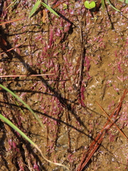 Utricularia smithiana