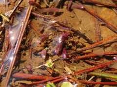 Utricularia smithiana