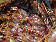 Utricularia smithiana